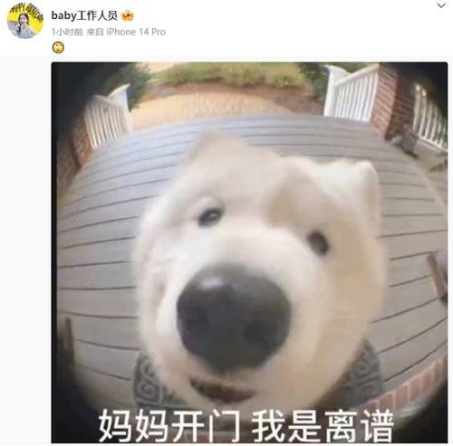 杨颖本人表情包